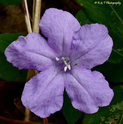 {Ruellia humilis}